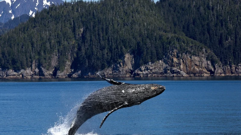Can you catch the expression of the whale?