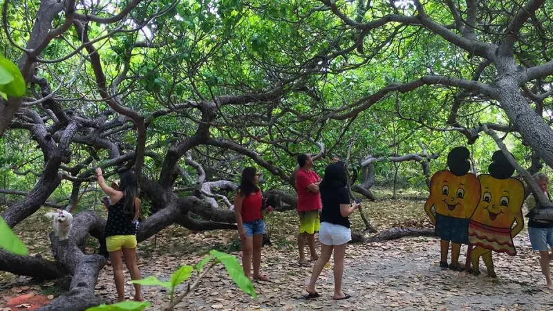 Anunciada construção de Parque do Cajueiro-Rei e revitalização de praça em Cajueiro da Praia.