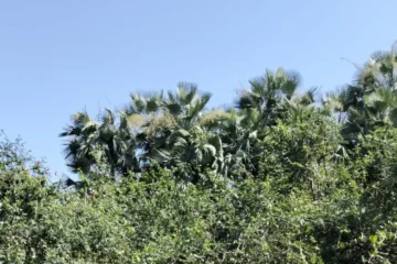 Equipes e moradores durante as buscas por Renata Araújo na região da Pedra do Sal, em Parnaíba