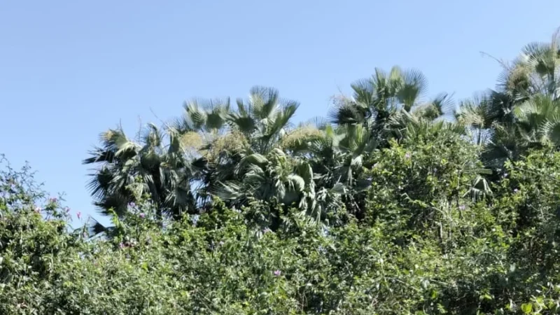 Corpo de Renata Araújo é localizado neste domingo após buscas na Pedra do Sal, em Parnaíba