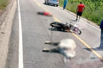 Motocicleta após colisão com vaca na PI-211, em Buriti dos Lopes